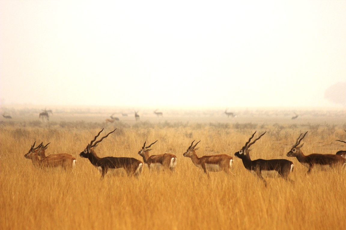 Ethical 4x4 Jeep Safari Wildlife Tracking Bishnoi Host Bhagirath Jodhpur