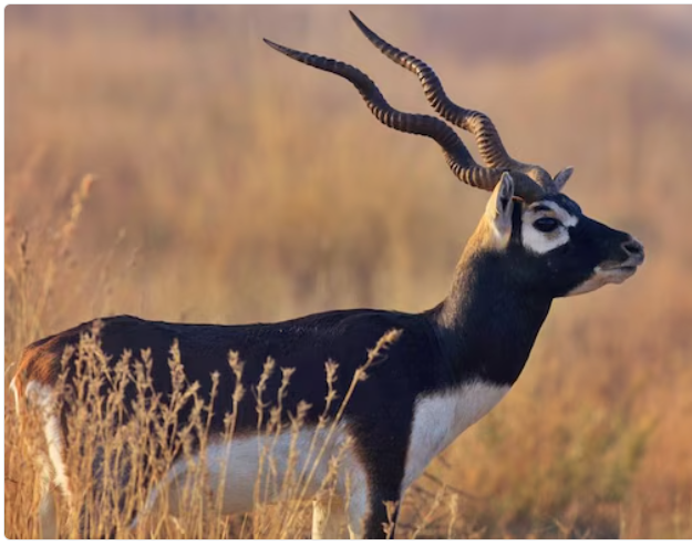 Blackbuck Deer Coexistence Bishnoi Home Jodhpur Safari