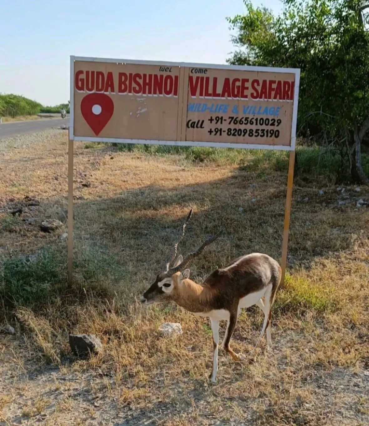 Bishnoi Village Safari Local Hospitality Host Jodhpur