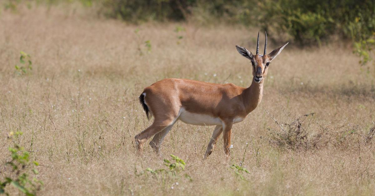 Chinkara Indian Gazelle Jodhpur Safari