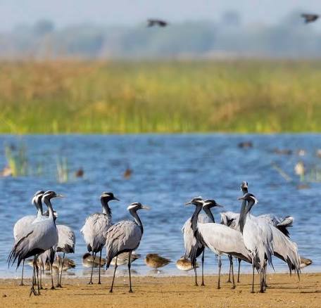 Ethical 4x4 Jeep Safari Bird Watching Guda Lake Bishnoi Host Bhagirath Jodhpur
