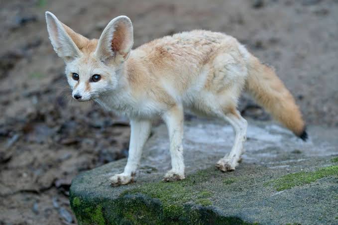 Indian Desert Fox Habitat Thar Sand Dunes Jodhpur Safari
