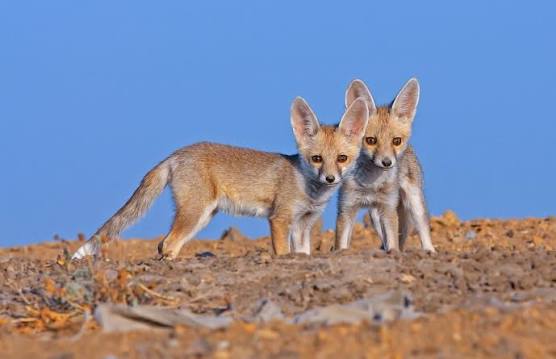 Ethical 4x4 Jeep Safari Desert Fox Tracking Bishnoi Host Bhagirath Jodhpur
