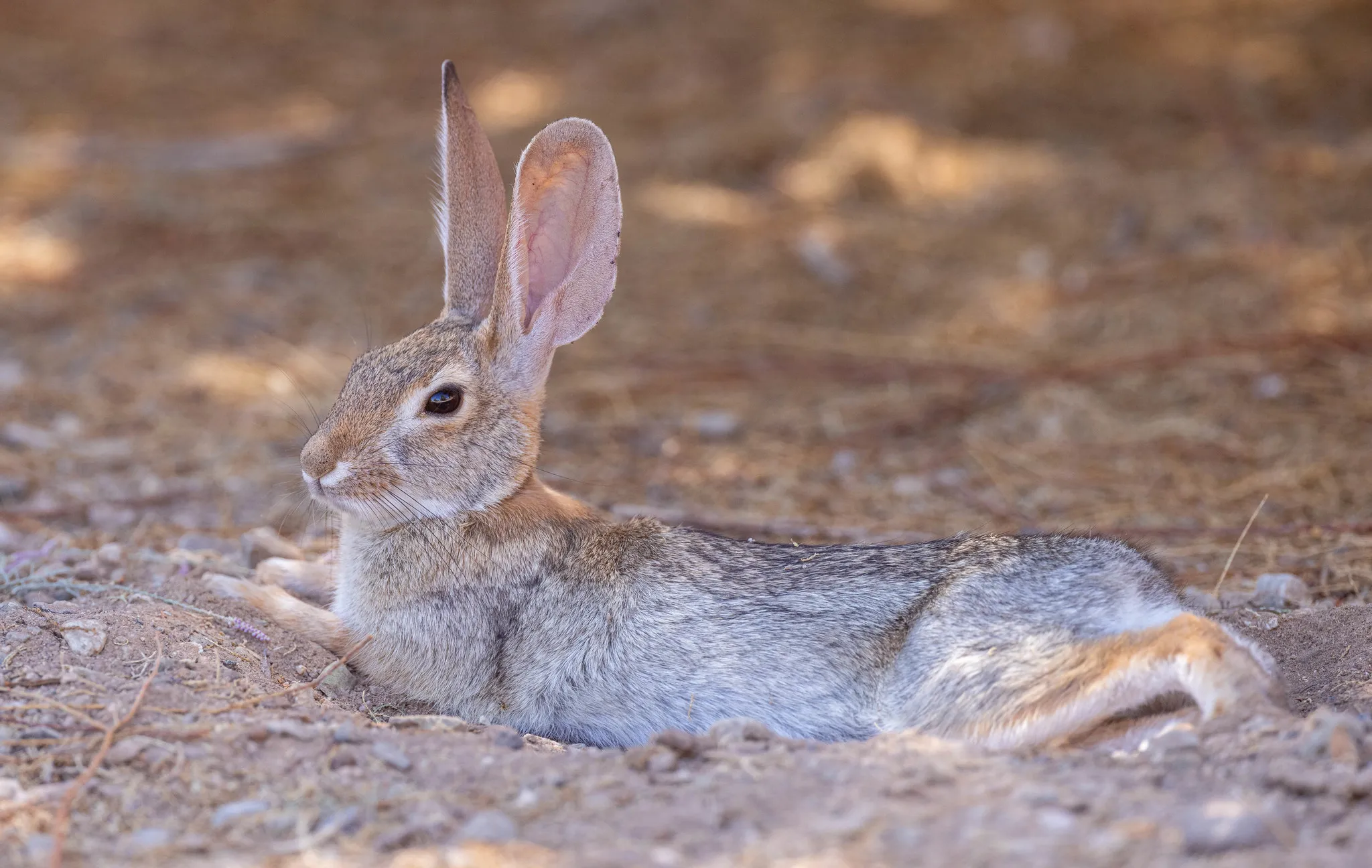 Indian Desert Hare Rabbit Safari