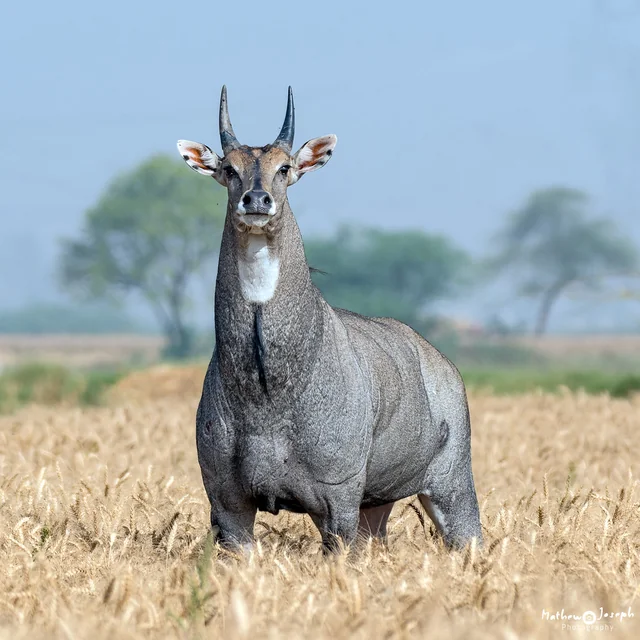 Nilgai Blue Bull Habitat Bishnoi Village Jodhpur Safari