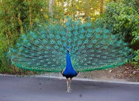 Peacock Watching Experience Jodhpur Wild Indian Peafowl
