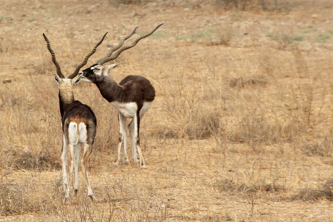 Blackbuck Safari Experience Jodhpur Wildlife Jeep Tour