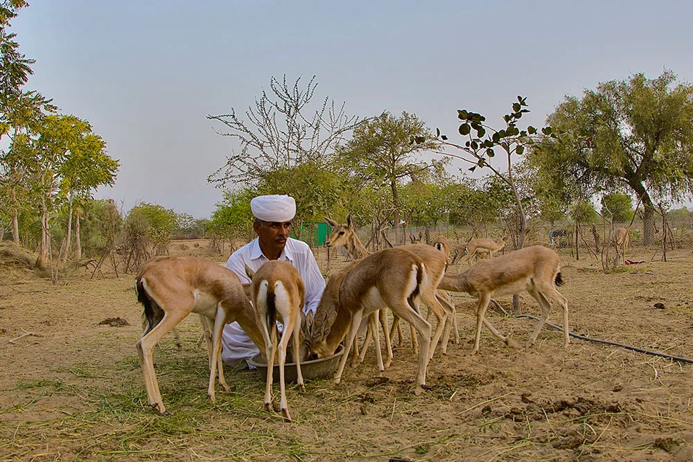 Chinkara Gazelle Thar Desert Sand Dune Bishnoi Village Jodhpur