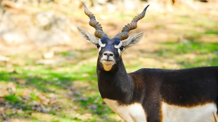Thar Desert Wildlife Ecosystem Jodhpur Safari