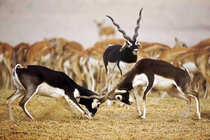 Samrathal Dhora Thar Desert Origin Bishnoi History
