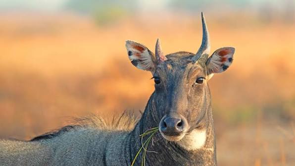 Ethical 4x4 Jeep Safari Nilgai Spotting Bishnoi Host Bhagirath Jodhpur