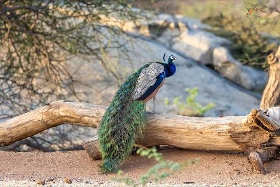 Ethical 4x4 Jeep Safari Peacock Spotting Bishnoi Host Bhagirath Jodhpur